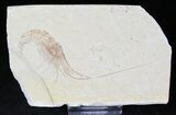 Detailed Fossil Shrimp Carpopenaeus - Lebanon #20167-1